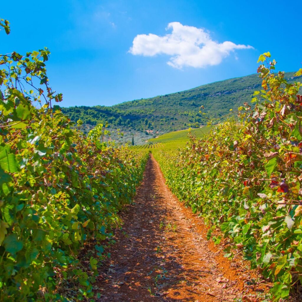 Nemea Wine Tasting Tour from Athens